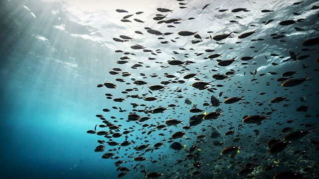 World Oceans Day | 「2048年問題」をスポーツ文脈で考えてみた